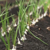 Planta CEBOLLA; ALLIUM CEPA ; CEBOLLIN ; CEBOLLA DE BULBO