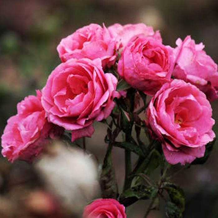 Planta ROSAL; ROSA; ROSA DE JARDIN; ROSA SILVESTRE; ROSA DE MONTE; ROSA DE CHINA