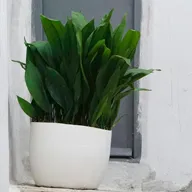 Planta ASPIDISTRA ELATIOR; PLANTA DE HIERRO; PLANTA DE CASTIGO; ASPIDISTRA; HELECHO DE HIERRO