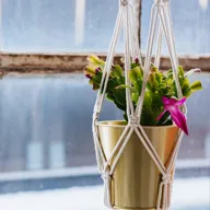 Planta CACTUS DE NAVIDAD; SCHLUMBERGERA; CACTUS DE PASCUA; CACTUS DE FLOR DE NAVIDAD; CACTUS DE NAVIDAD BRASILEÑO