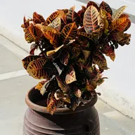 Planta CROTON; CODIAEUM; CODAIEO; PLANTA DEL MILAGRO; PLANTA DE JARDIN; CODIAEUM VARIEGATUM