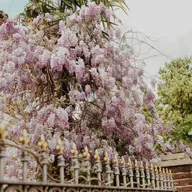 Planta GLICINIA; WISTERIA; GLICINA JAPONESA; JAZMIN AZUL; UVAS DE GLICINIA; VID DE GLICINIA; CORONA REAL