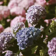 Planta HORTENSIA DE JARDIN; HORTENSIA COMUN; HYDRANGEA; FLOR DE SIETE COLORES; ROSA DE INVIERNO