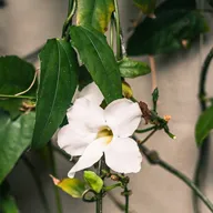 Planta JAZMIN DE OLOR; JAZMIN COMUN; JAZMIN DE JARDIN; JAZMIN ARABE; JAZMIN SAMBAC; FLOR DE JAZMIN