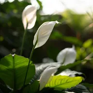 Planta PEACE LILY; LIRIO DE LA PAZ; CUNA DE MOISES; ESPATIFILO; BANDERA BLANCA; LILIUM