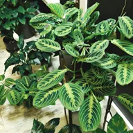 Planta MARANTA LEUCONEURA; PLANTA DE ORACION; MARANTA; HELECHO DE ORACION; PLANTA DE LAS ORACIONES