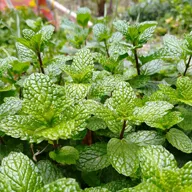 Planta MENTA VERDE; MENTA COMUN; HIERBABUENA; MENTA PIPERITA; MENTA DE CAMPO; MENTA DULCE; MENTA INGLESA;MENTA DE JARDIN;MENTHA SPICATA