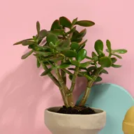 Planta JADE PLANT; PLANTA DE JADE; CRASSULA; ARBOL DE JADE; PLANTA DE LA AMISTAD; PLANTA DE LA FORTUNA; PLANTA DEL DINERO; CRASSULA OVATA