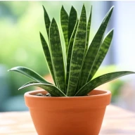 Planta SANSEVIERIA; LENGUA DE SUEGRA; ESPADA DE SAN JORGE; SANSEVERIA
