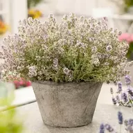 Planta TOMILLO;THYMUS VULGARIS;TOMILLO COMUN; TOMILLO DE MONTE; TOMILLO SILVESTRE; TOMILLO VULGAR